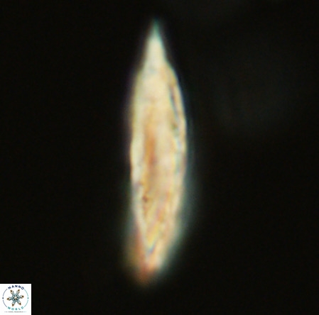 Pennalithus rugosus VR 19061