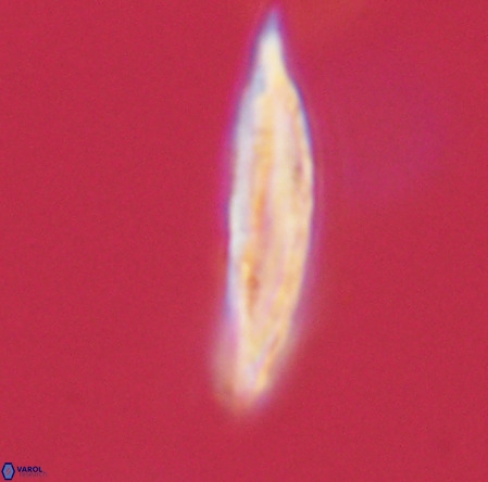 Pennalithus rugosus VR 19062