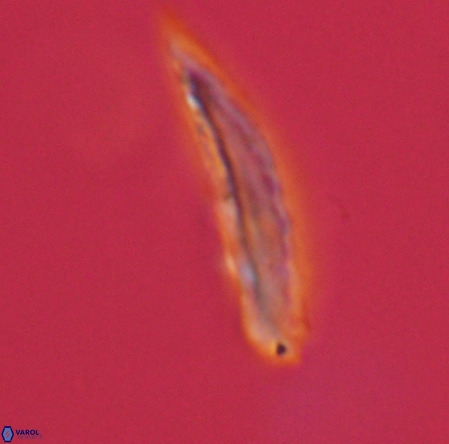 Pennalithus rugosus VR 19063