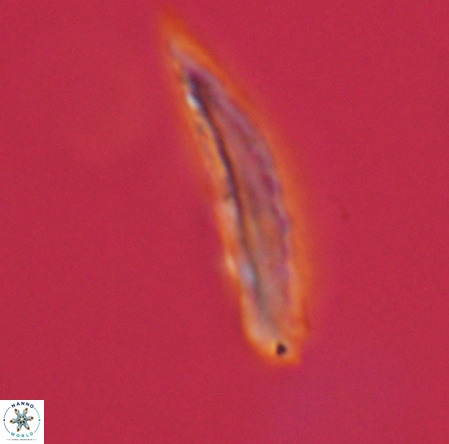 Pennalithus rugosus VR 19063