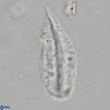 Pennalithus rugosus VR 19074