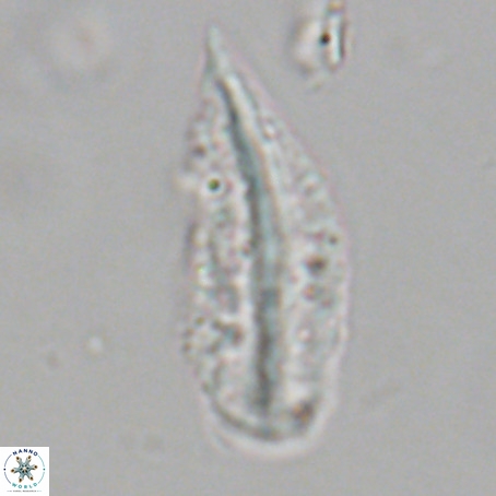 Pennalithus rugosus VR 19074