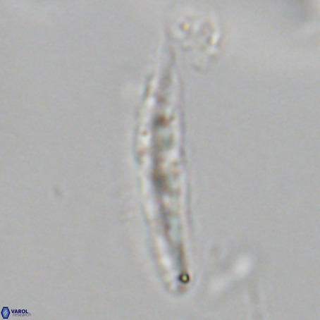 Pennalithus rugosus VR 19075