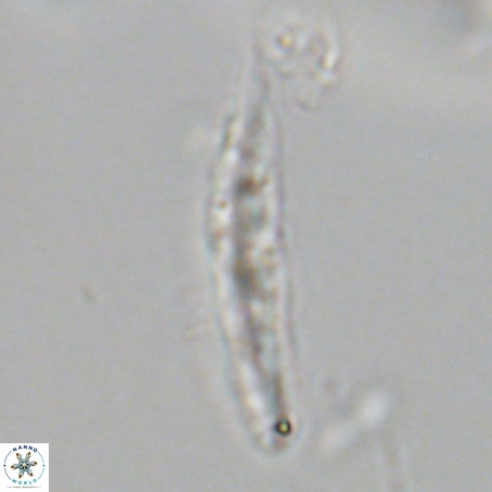 Pennalithus rugosus VR 19075