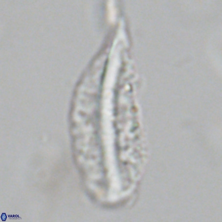 Pennalithus rugosus VR 19076