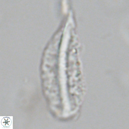 Pennalithus rugosus VR 19076