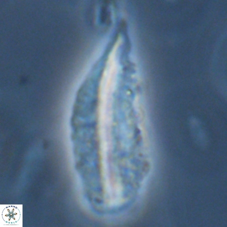 Pennalithus rugosus VR 19077