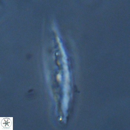 Pennalithus rugosus VR 19078