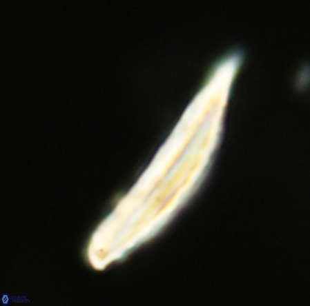 Pennalithus rugosus VR 19070