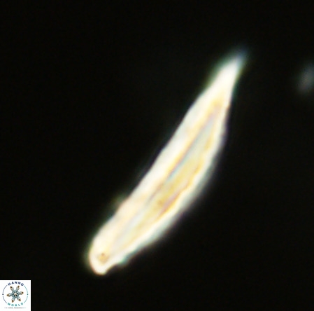 Pennalithus rugosus VR 19070
