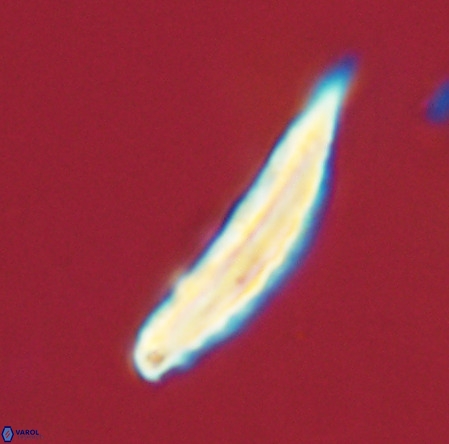 Pennalithus rugosus VR 19071