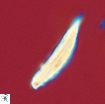 Pennalithus rugosus VR 19071