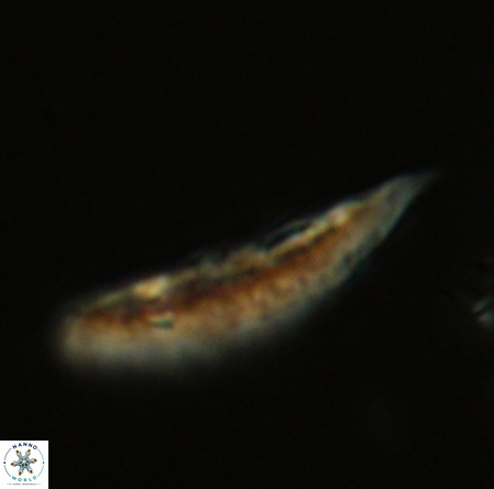 Pennalithus rugosus VR 19073
