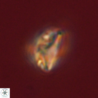 Pennalithus rugosus VR 19086