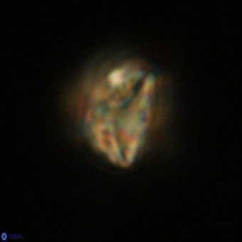 Pennalithus rugosus VR 19087