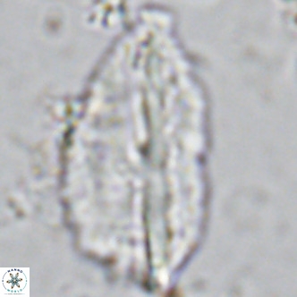 Pennalithus rugosus VR 10035