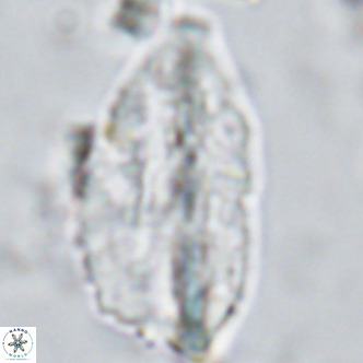 Pennalithus rugosus VR 10037
