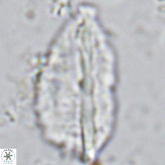 Pennalithus rugosus VR 10038