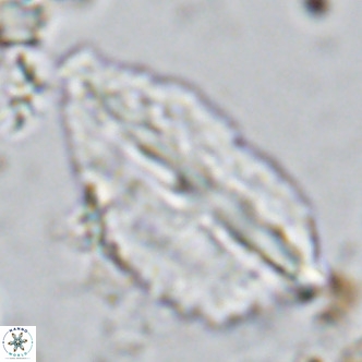 Pennalithus rugosus VR 10039
