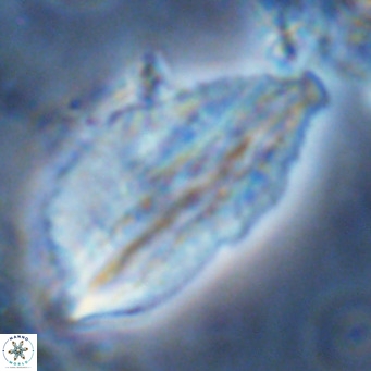 Pennalithus rugosus VR 10045