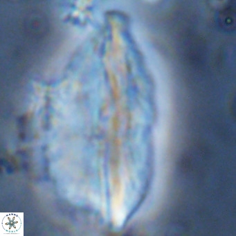 Pennalithus rugosus VR 10047