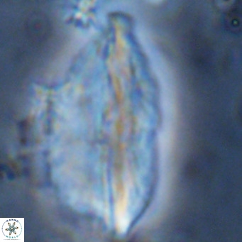 Pennalithus rugosus VR 10048