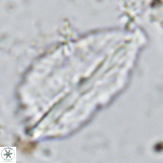 Pennalithus rugosus VR 10041