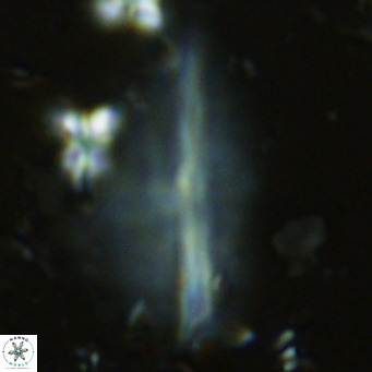 Pennalithus rugosus VR 10056