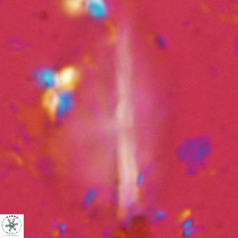 Pennalithus rugosus VR 10057