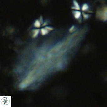 Pennalithus rugosus VR 10059