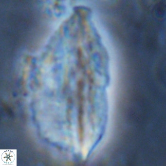Pennalithus rugosus VR 10050