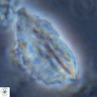Pennalithus rugosus VR 10052