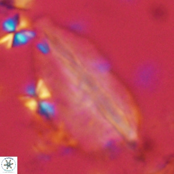 Pennalithus rugosus VR 10053