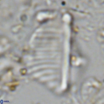 Pennalithus rugosus VR 10387