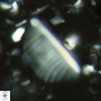Pennalithus rugosus VR 10389