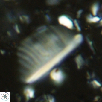 Pennalithus rugosus VR 10395