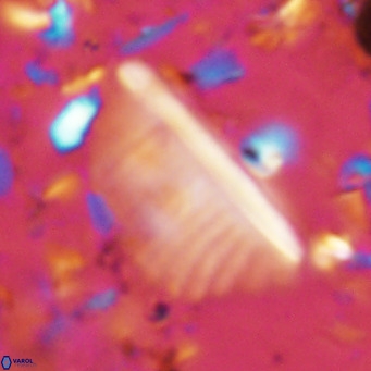 Pennalithus rugosus VR 10390