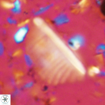 Pennalithus rugosus VR 10390