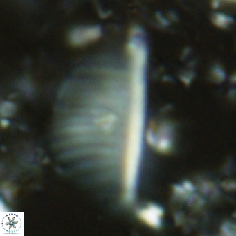 Pennalithus rugosus VR 10393