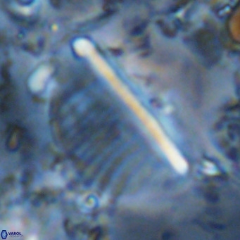 Pennalithus rugosus VR 10400