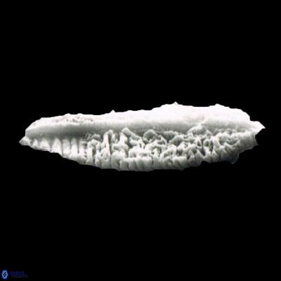 Pennalithus rugosus 1075 16