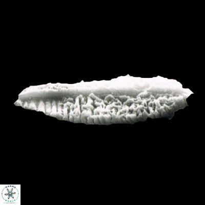 Pennalithus rugosus 1075 16