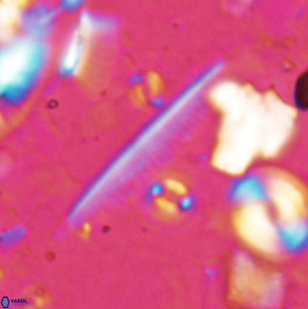 Pennalithus rugosus 29764