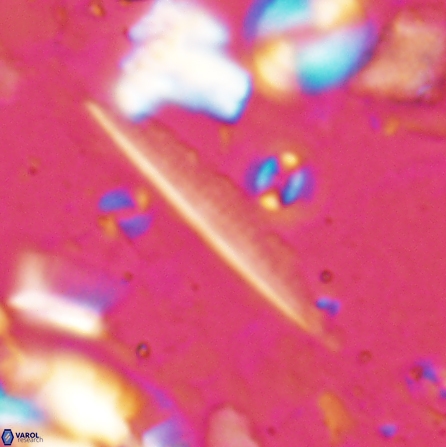 Pennalithus rugosus 29765