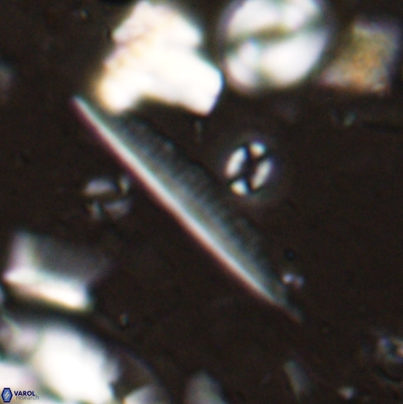 Pennalithus rugosus 29766