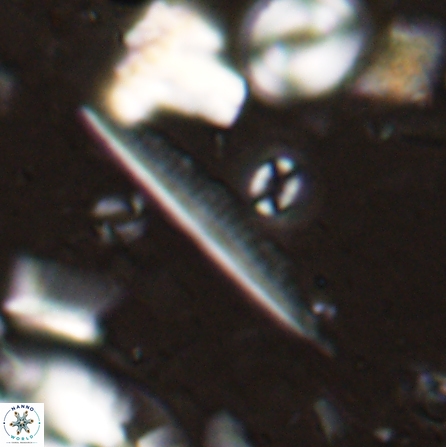 Pennalithus rugosus 29766
