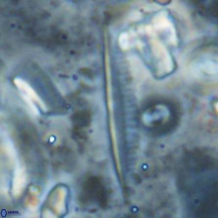 Pennalithus rugosus 29768