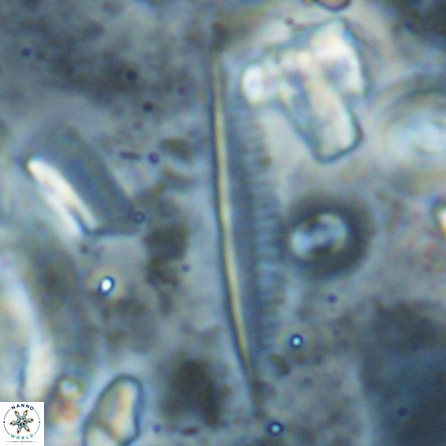 Pennalithus rugosus 29768