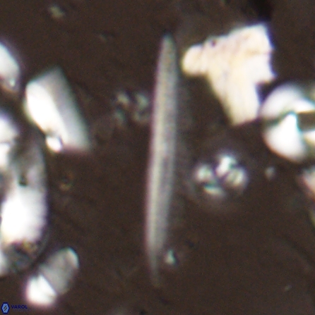 Pennalithus rugosus 29761