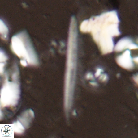 Pennalithus rugosus 29761